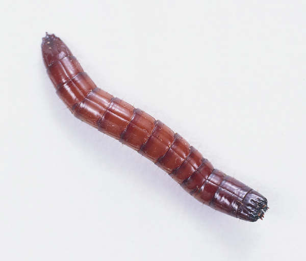 hornworm larvae california