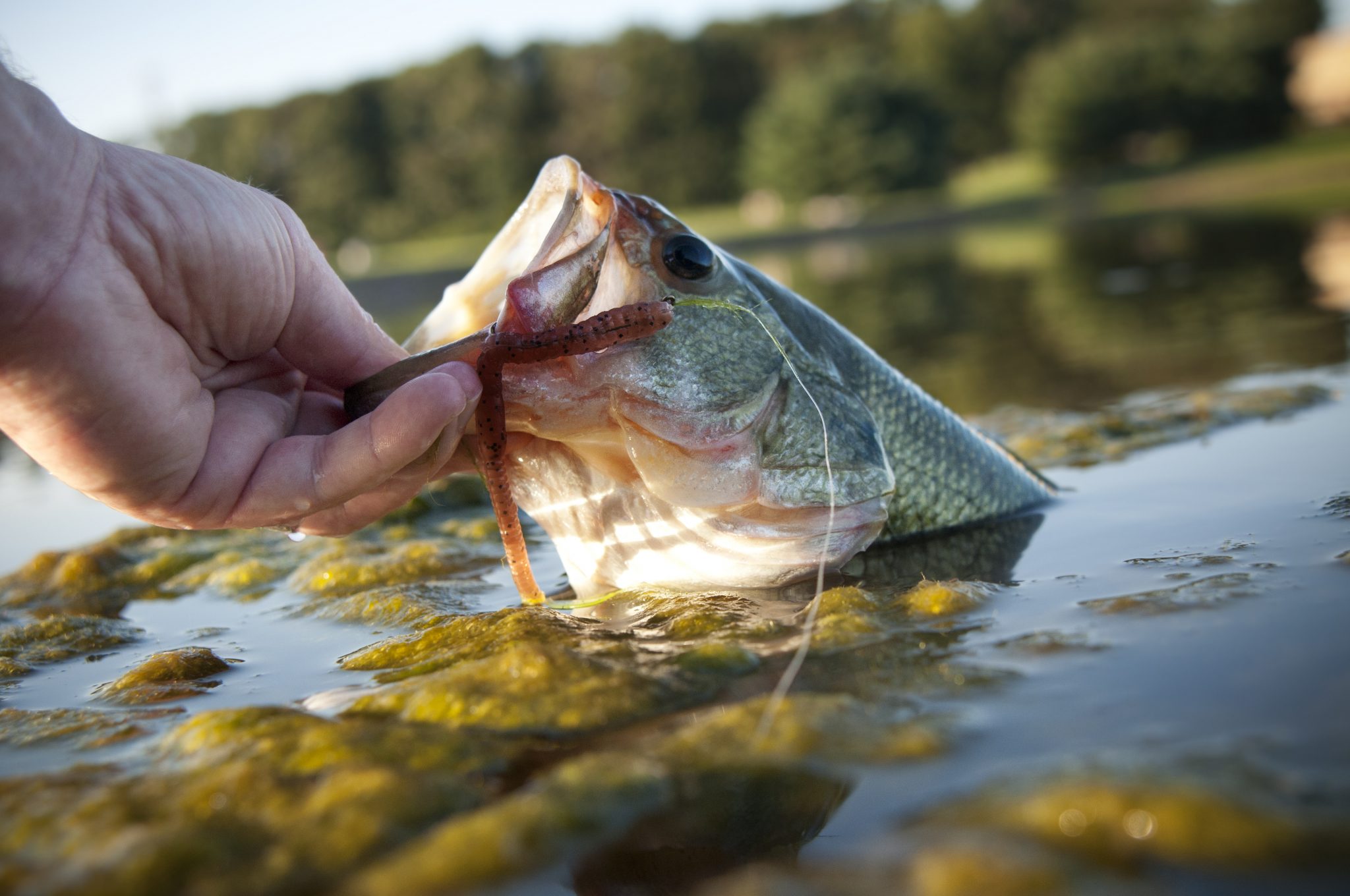 Non-Resident Disabled Veteran Fishing License by State