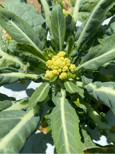 Grow More Broccoli - Alabama Cooperative Extension System