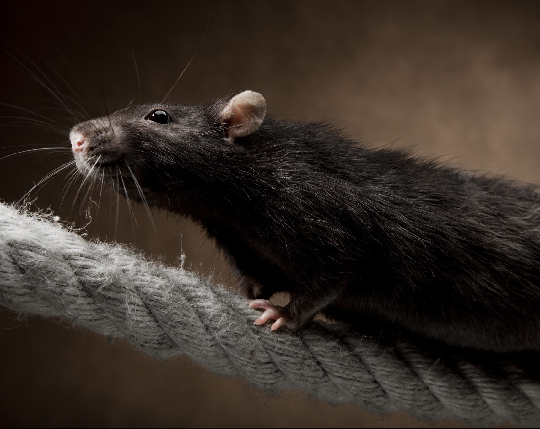 Rat Species  Rentokil Pest Control Indonesia