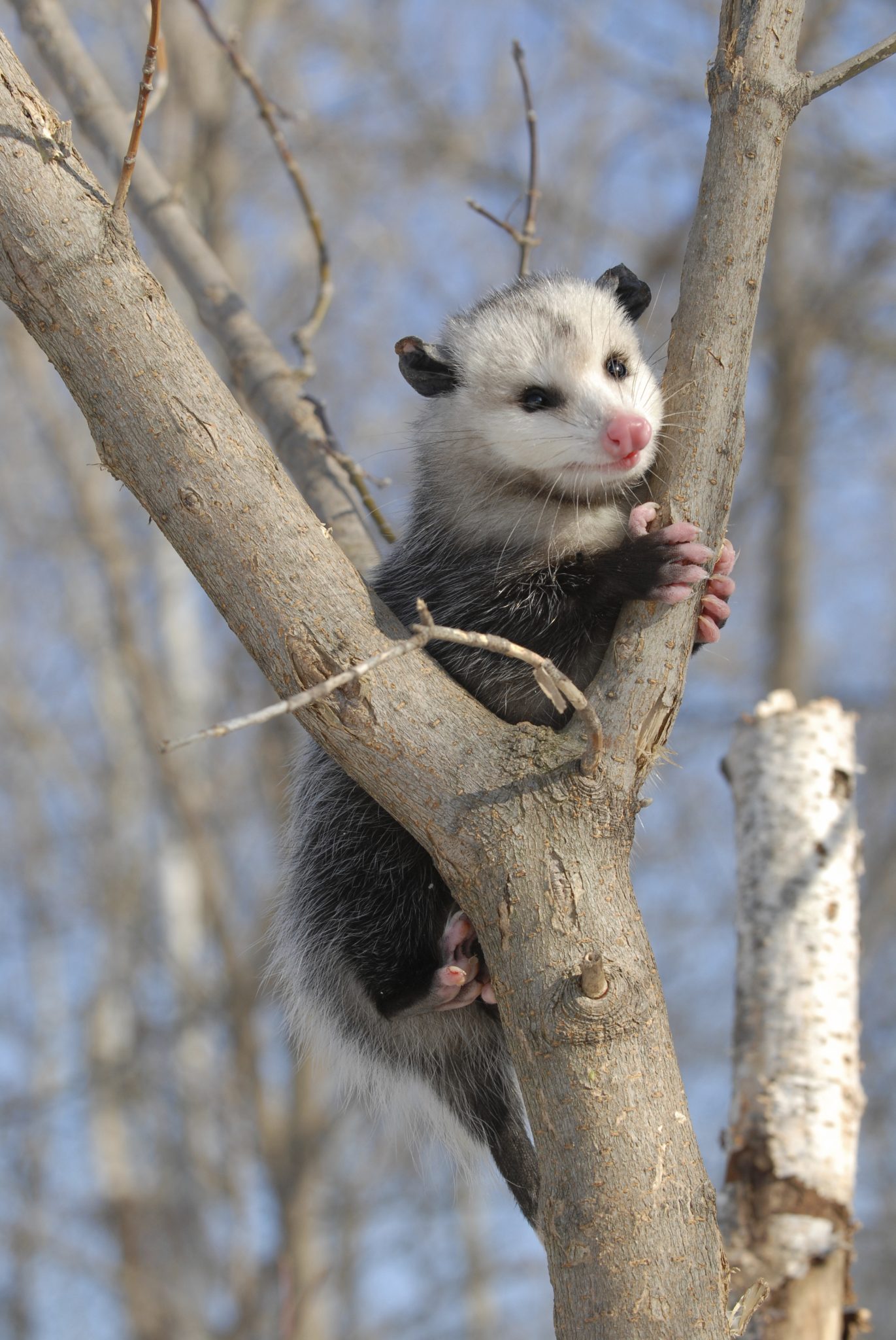 Virginia Opossum: Our Only Native Marsupial - Alabama Cooperative Extension  System