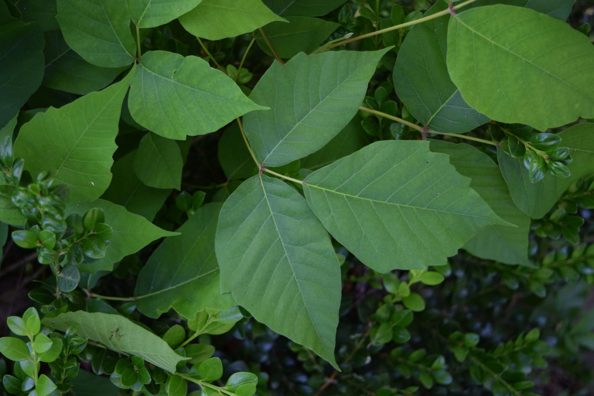 https://www.aces.edu/blog/topics/forestry/touch-me-nots-poison-ivy-poison-oak-and-poison-sumac/figure-1-poison-ivy/