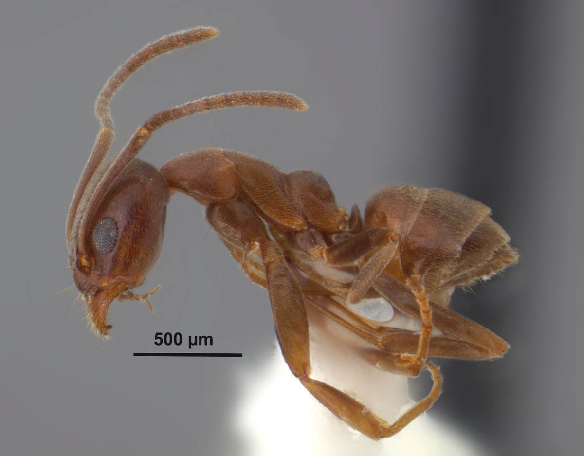 Managing Tawny Crazy Ants: Guidelines for the Pest Management Professional  - Alabama Cooperative Extension System