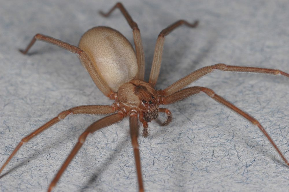 Control of Brown Recluse Spiders - Insects in the City