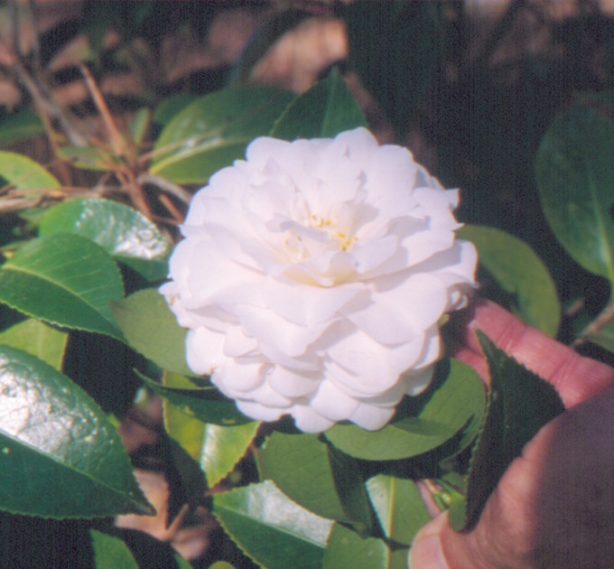 Treat camellias for tea scale when temperatures are mild