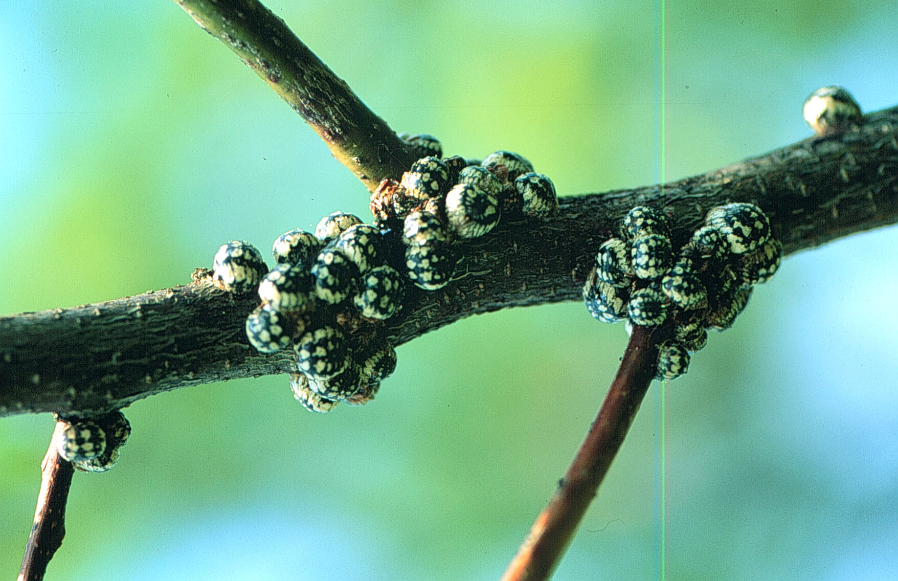 Scale Insects, Soft Scales, Wax Scales - Family Coccidae