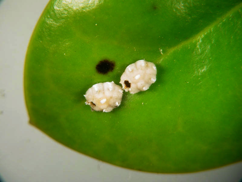 https://www.aces.edu/blog/topics/lawn-garden/controlling-scale-insects-and-mealybugs/parasitized-wax-scale-emergence-holes-edit/