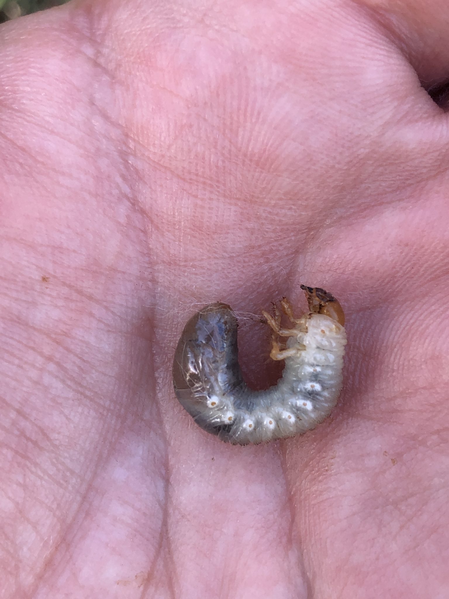 Controlling White Grubs on Lawns and Turf - Alabama Cooperative Extension  System