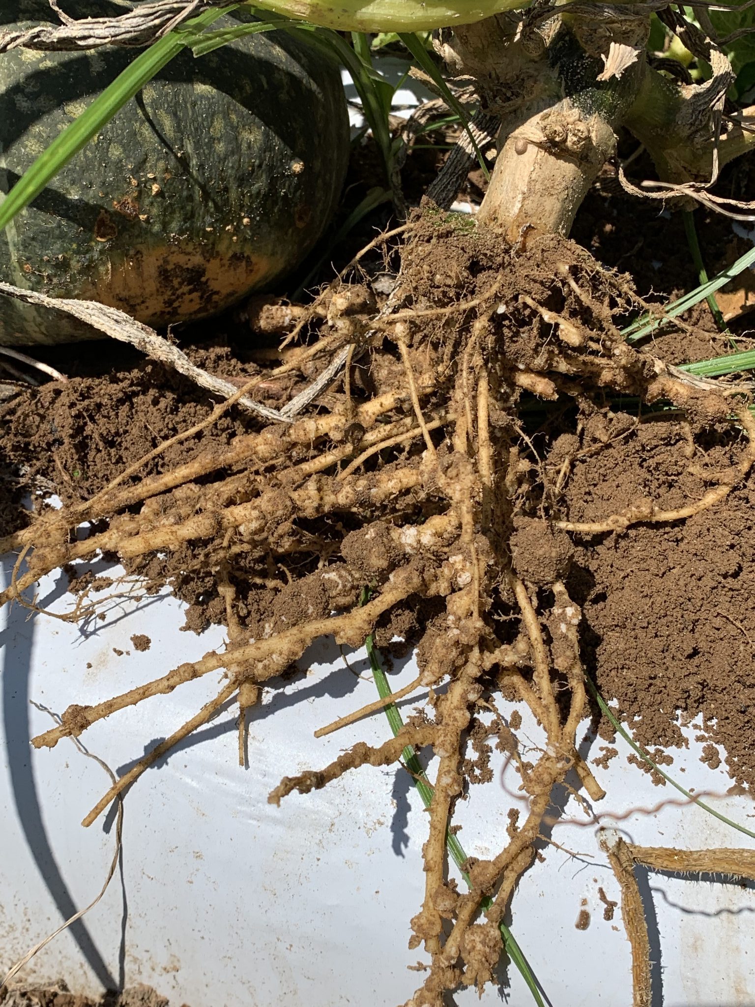 Nematode Control in the Home Vegetable Garden - Alabama Cooperative  Extension System