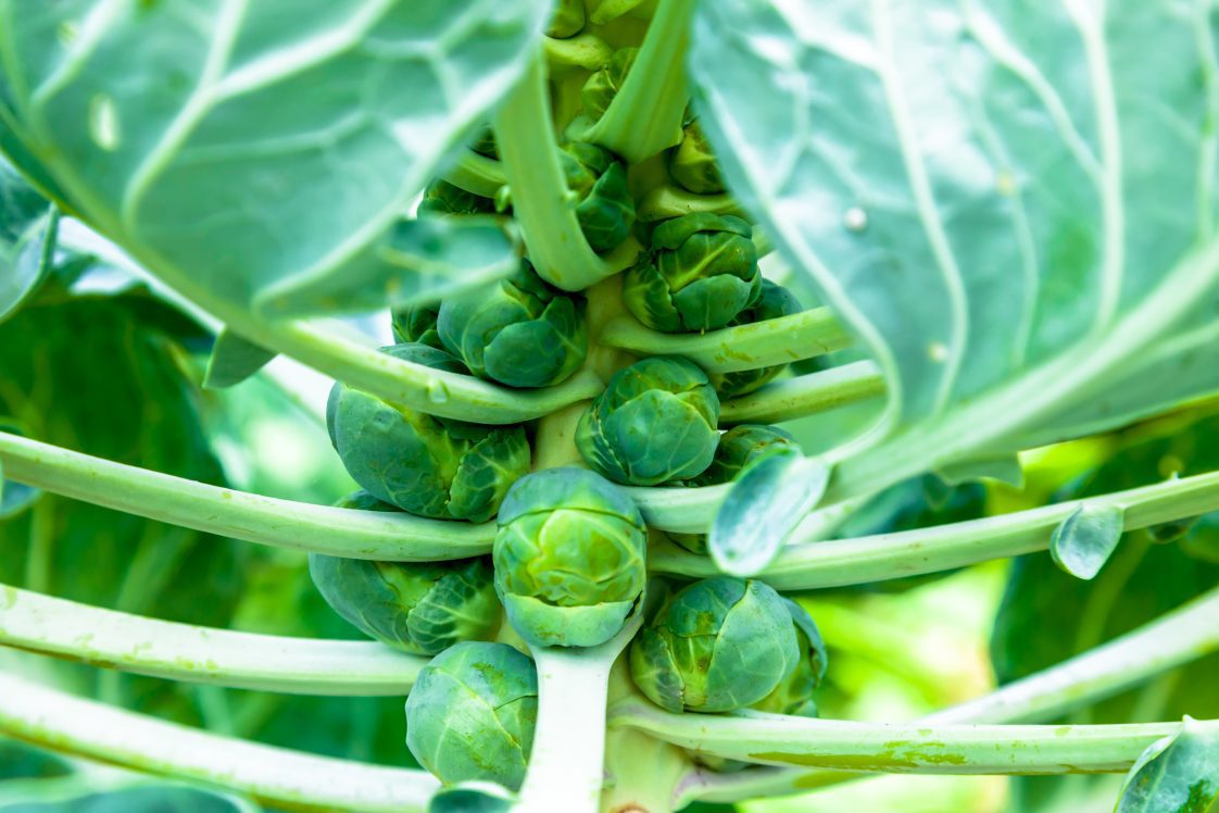 Brussels sprouts growing in garden.