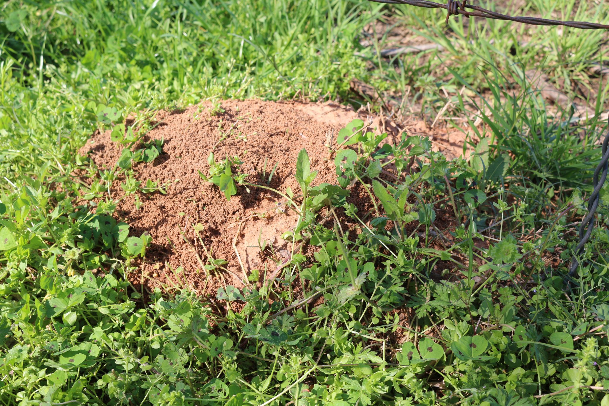 Fire ant mound covered by clover