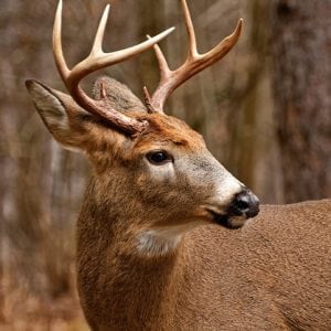 portrait of a buck or white-tailed deer