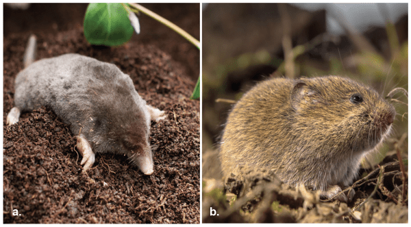 Figure 1. The mole (a) is related to the shrew. It has a long nose and webbed front feet with sharp claws for digging. The vole (b), in the rodent family, is smaller and has a short tail and legs.