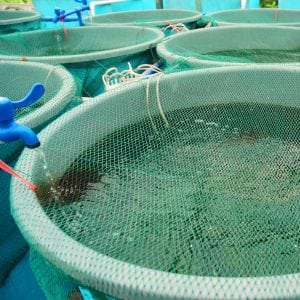 Aquaculture tanks covered with netting