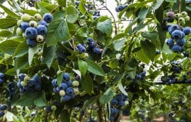 Blueberry bush on farm