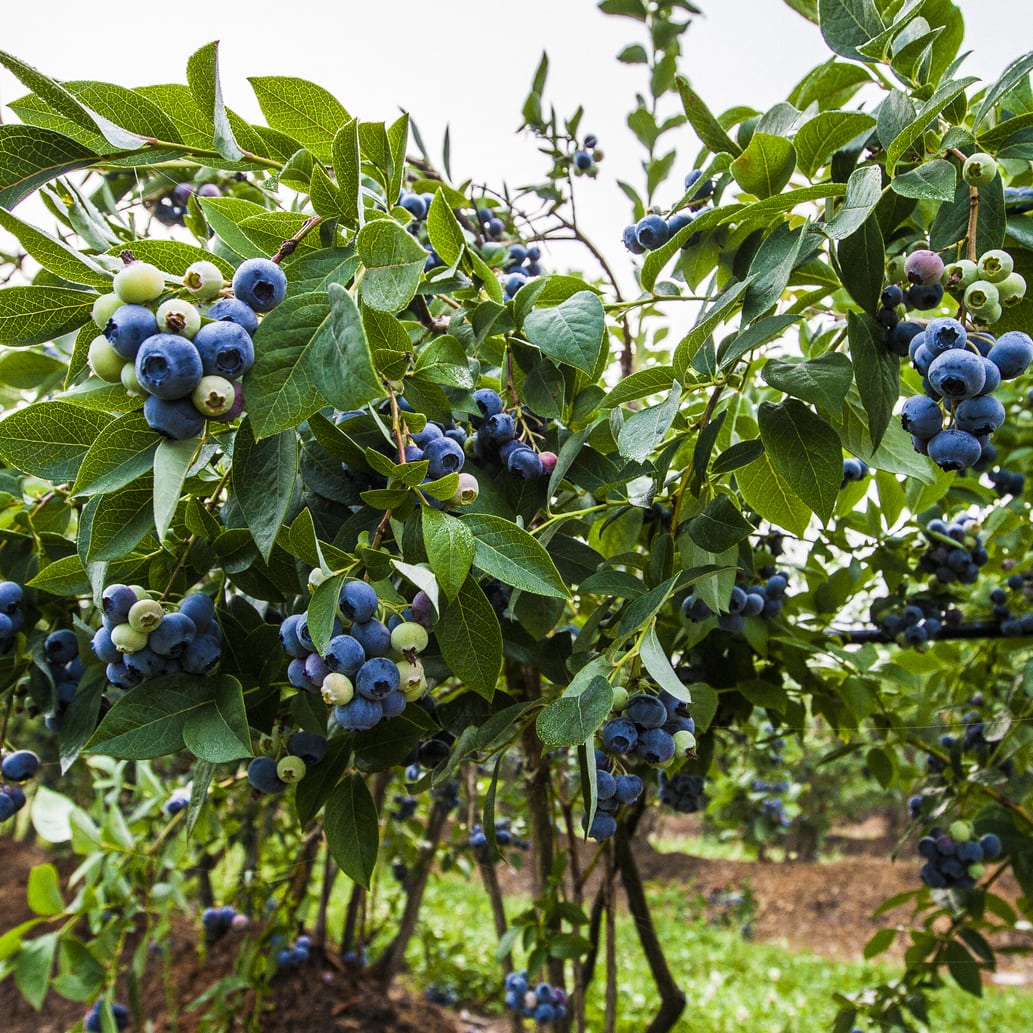 Blueberry bush on farm