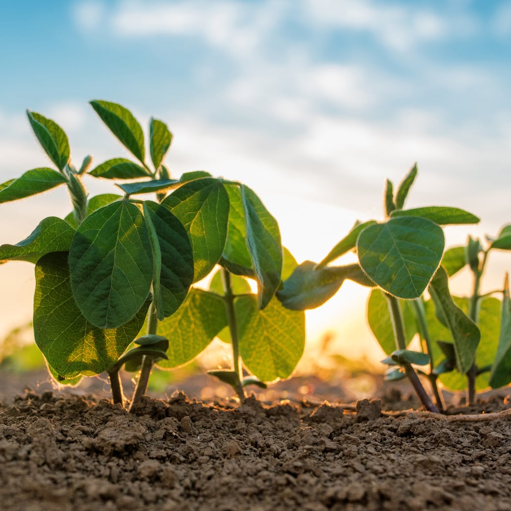 Small soybean plants growing in row in cultivated field