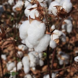 cotton plants