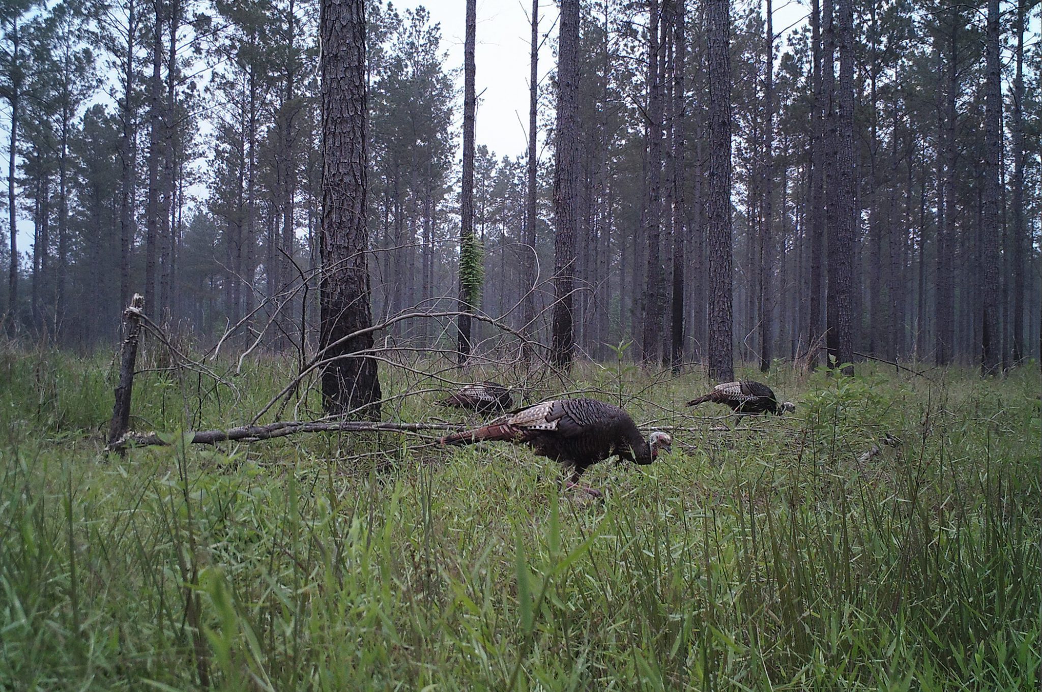 Figure 1. Wild turkeys are just one of many species of wildlife that benefit from prescribed burning. (Photo credit: Don Chance, Graduate Student, Mississippi State University)