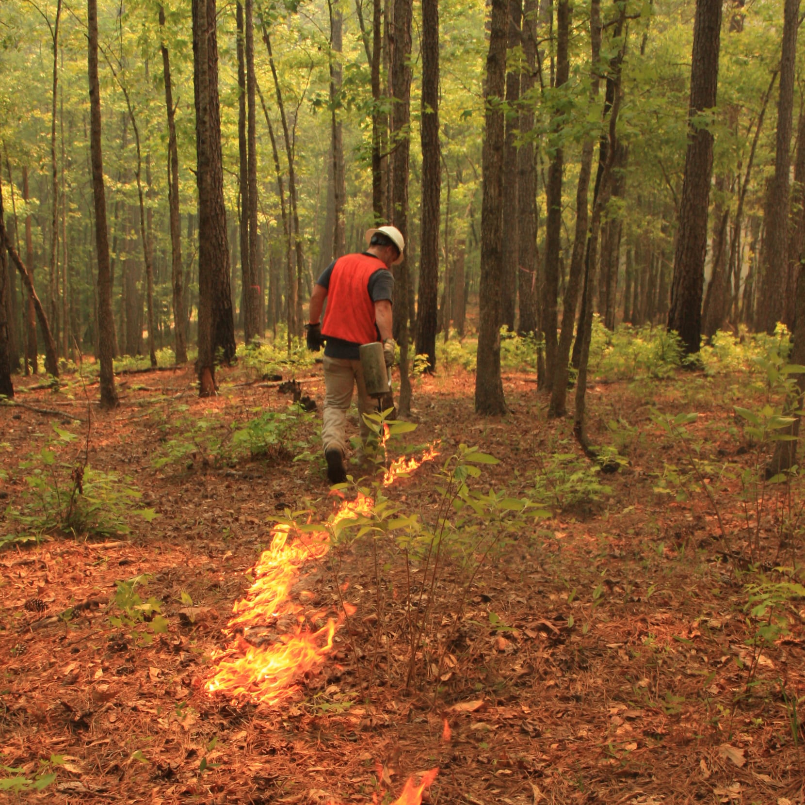 prescribed burn in forest