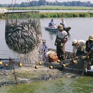 catfish farming