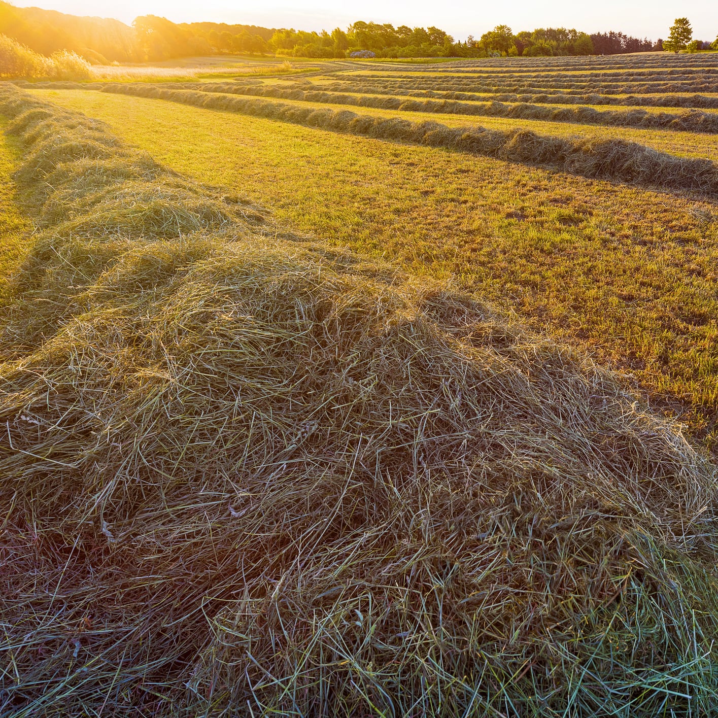 Sun setting on a field of freshly cut hay in the countryside