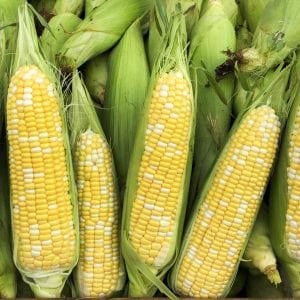 corn ears