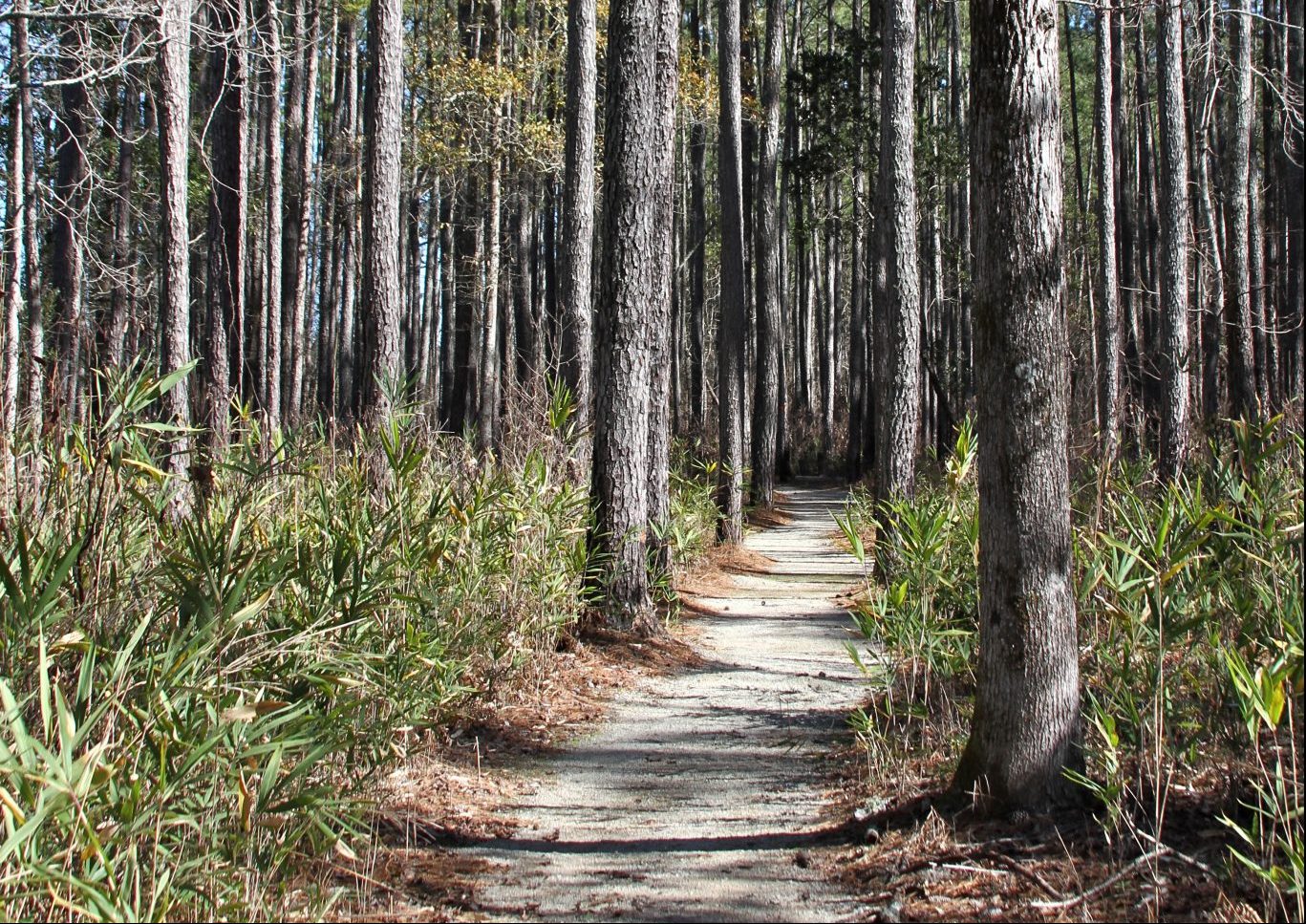Hiking trail through a long leaf pine forest