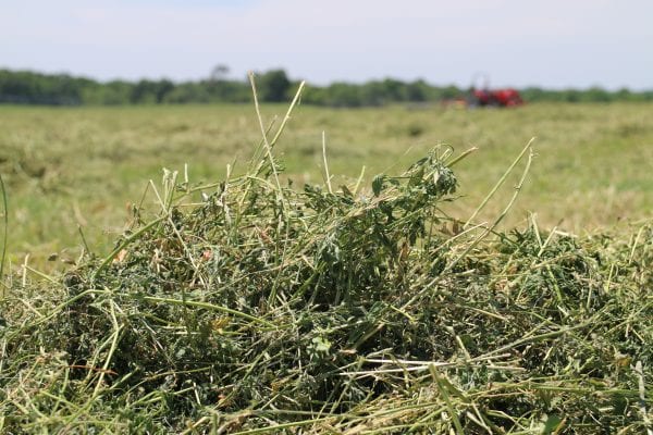 Mowed alfalfa hay.