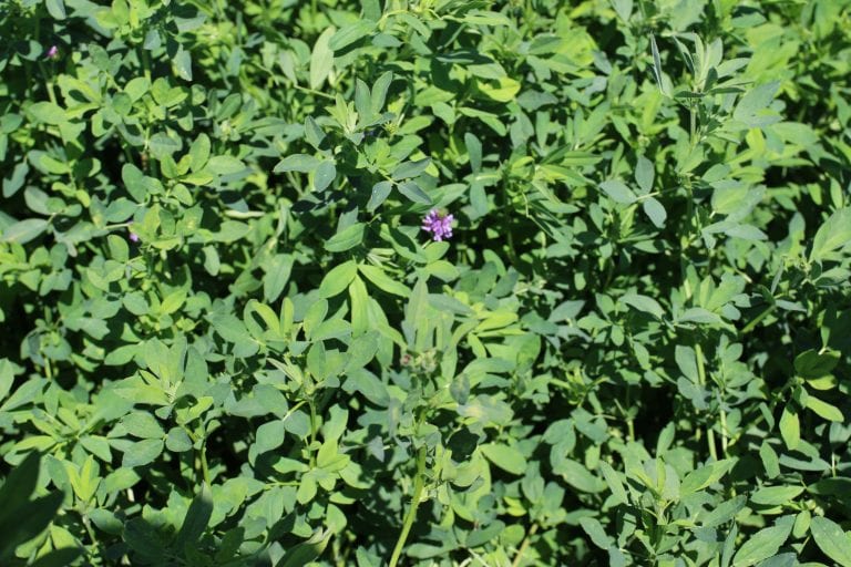 Alfalfa in the South Online Series Alabama Cooperative Extension System