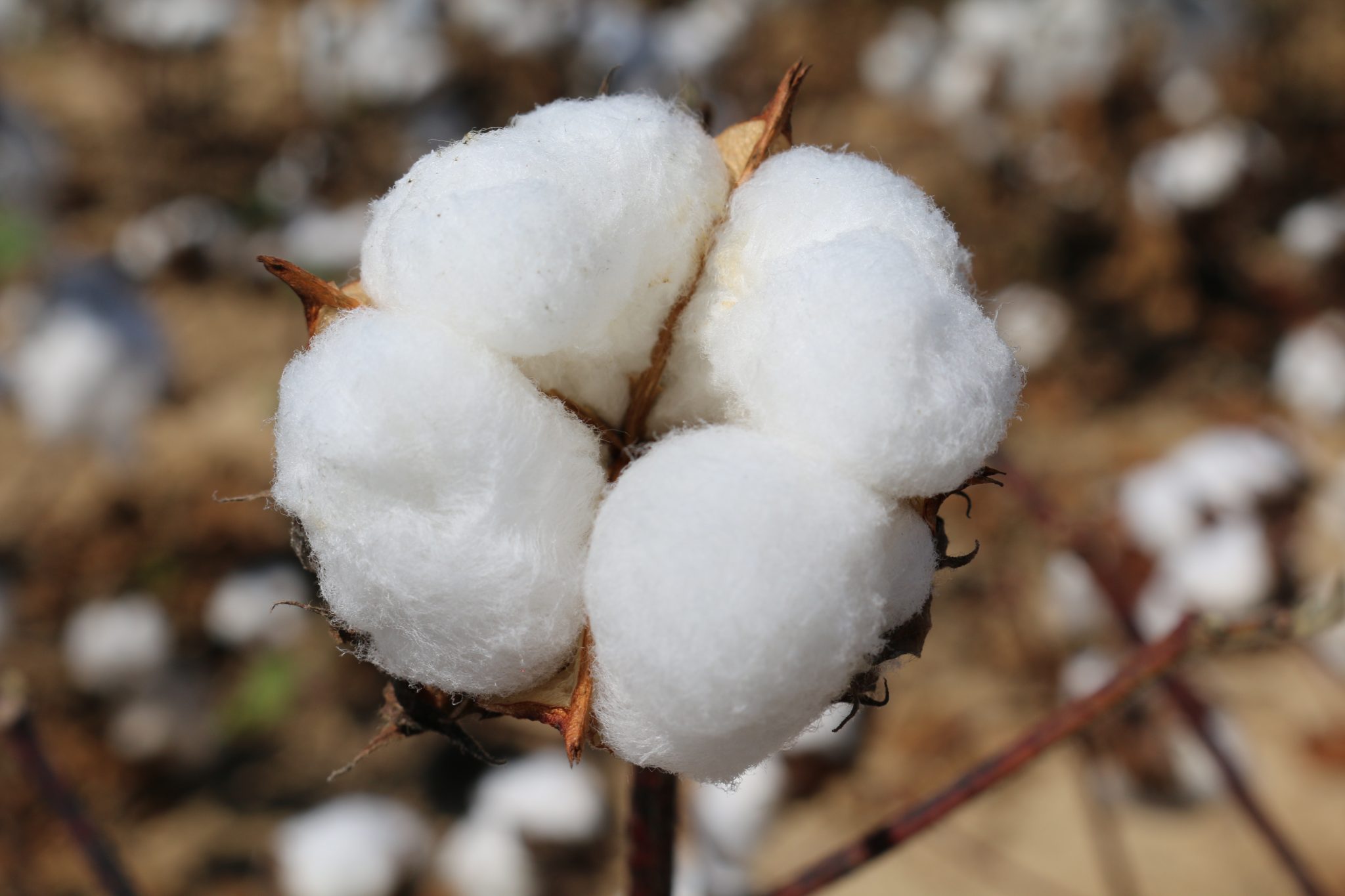 Cover crops can provide many benefits to cotton and peanut rotations. Residual herbicides should be used carefully.