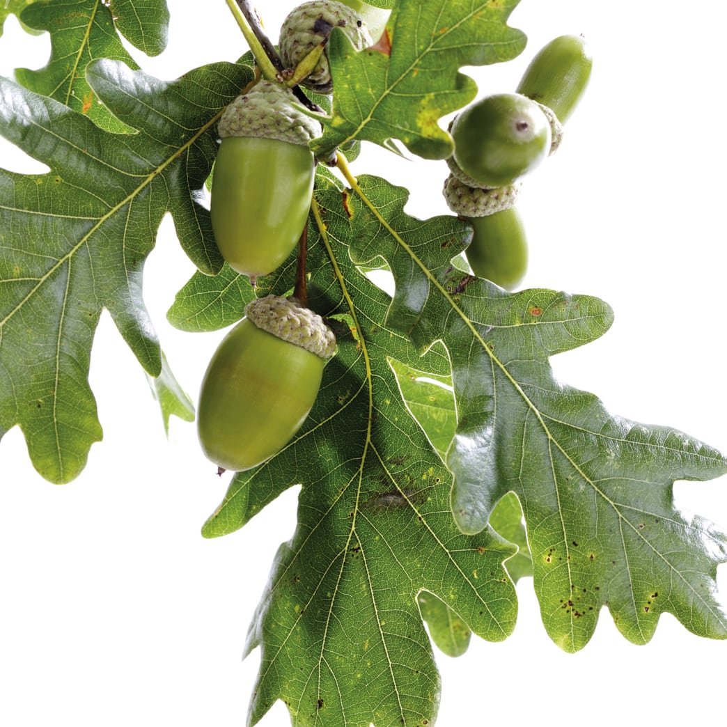 acorns and oak leaves