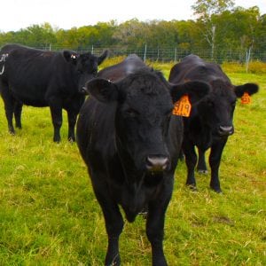 black Angus in a field