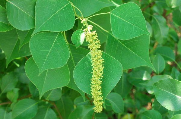 Chinese tallowtree has slender yellow floers that bloom during the early summer. The distinctive diamond-shaped leaves turn red in the fall.