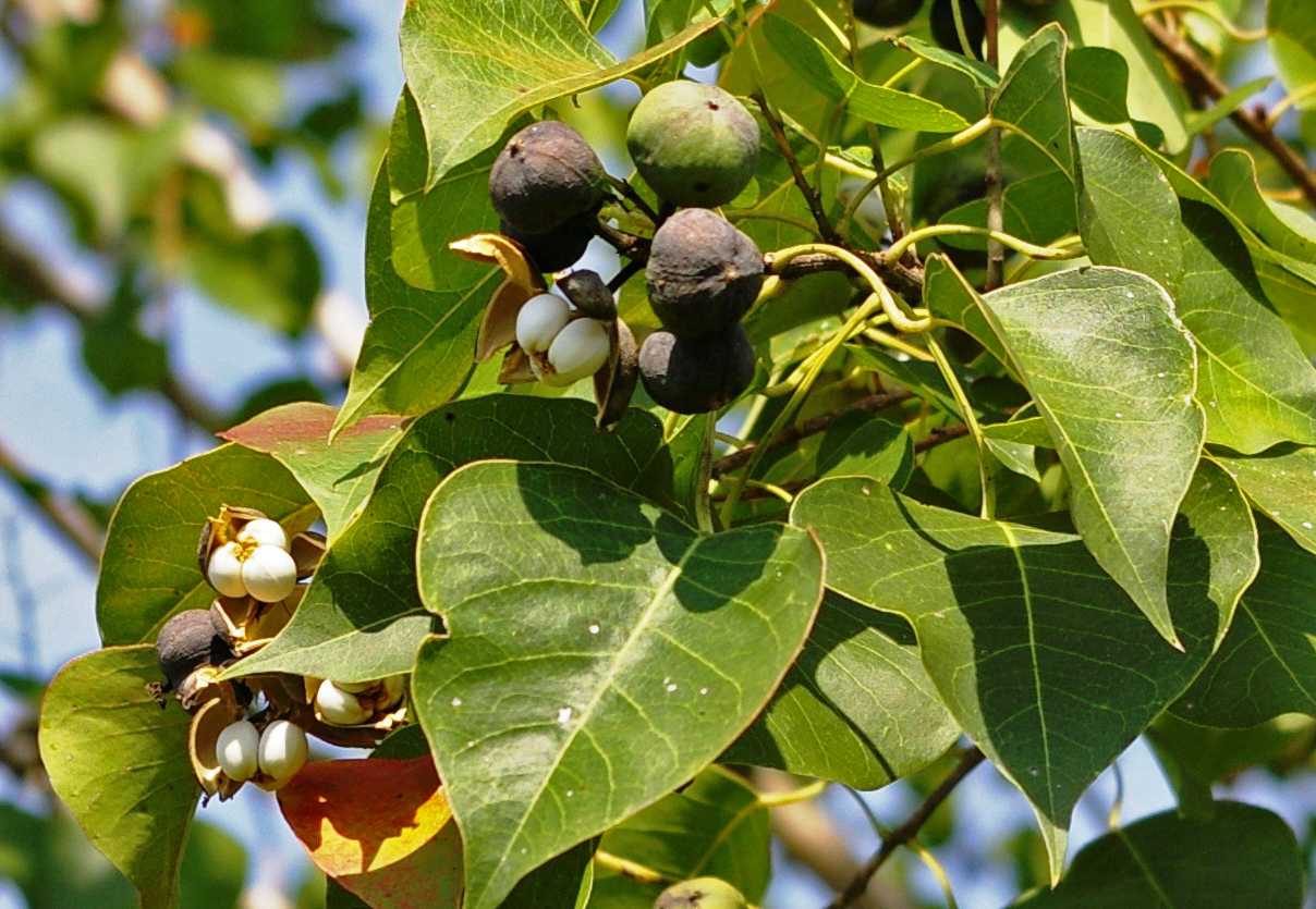 Also known as popcorn tree, Chinese tallowtree produces large numbers of waxy coated seeds that resemble popcorn. Seeds remain on the tree through early winter.