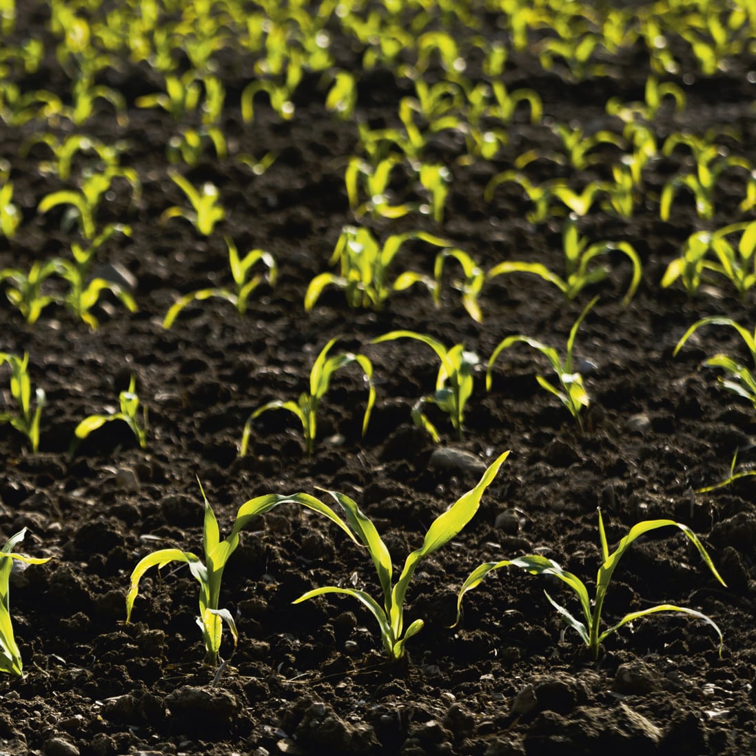young corn plants in soil
