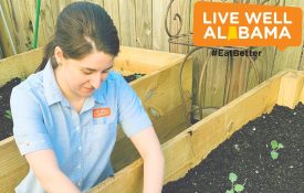 Live Well Alabama professional planting in a raised bed.