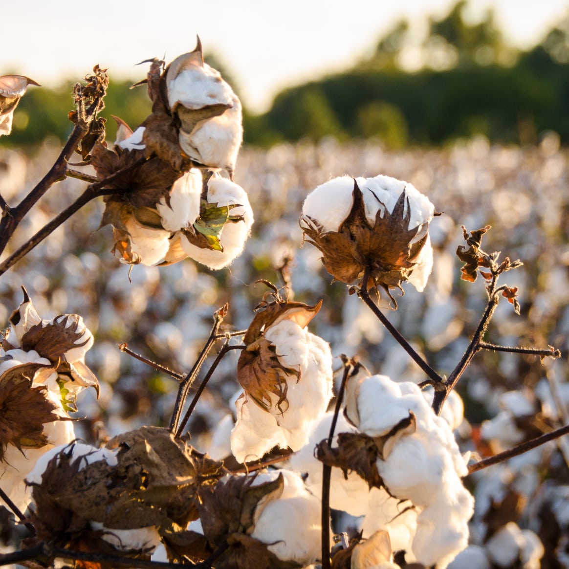 cotton field