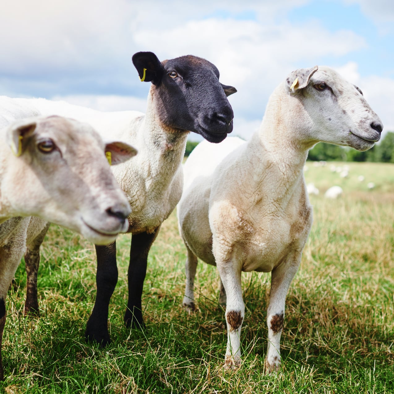 three sheep on a farm