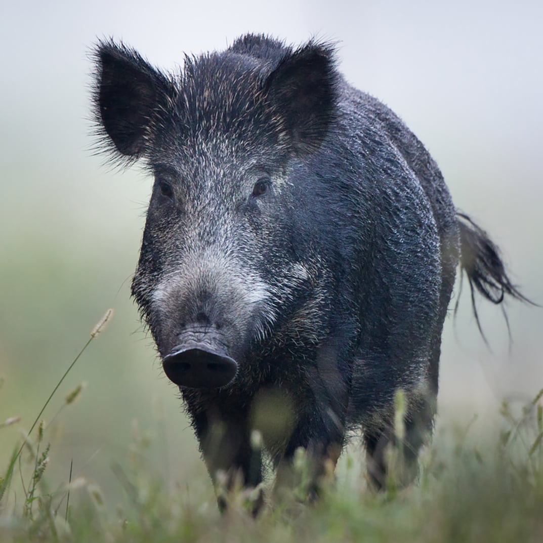 Wild boar walking in fog