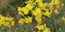 Canola is an alternative cover crop for producers.