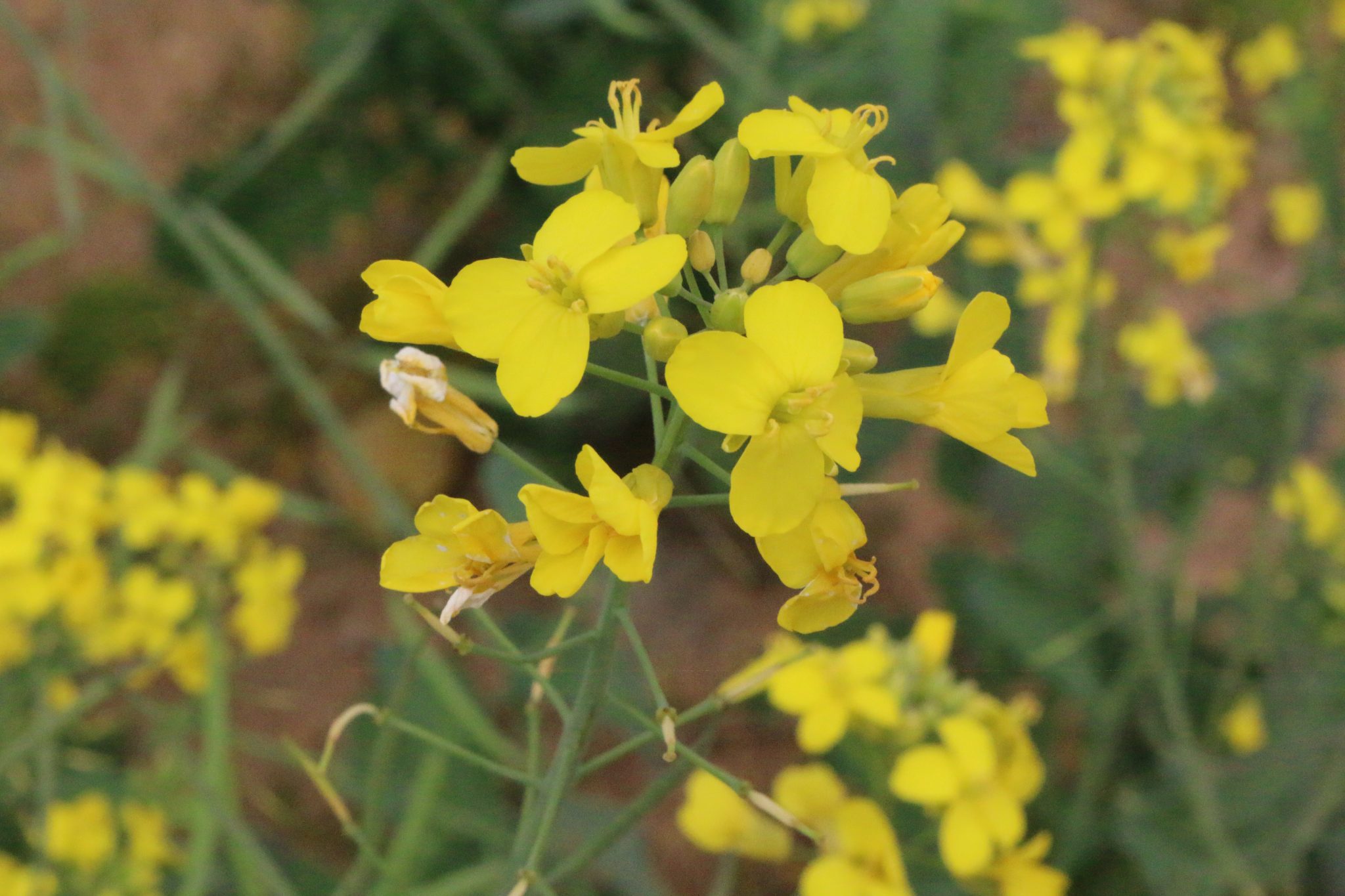 Canola is an alternative cover crop for producers.