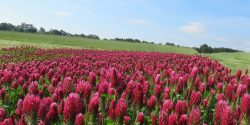 A field of crimson clover planted as a cover crop.