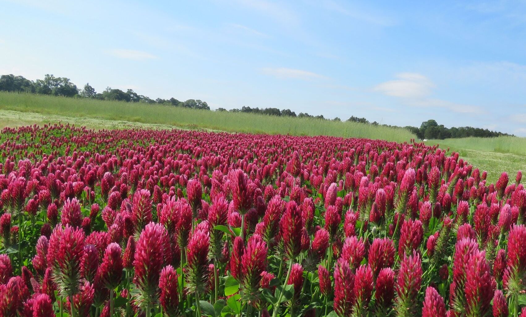 A field of crimson clover planted as a cover crop.
