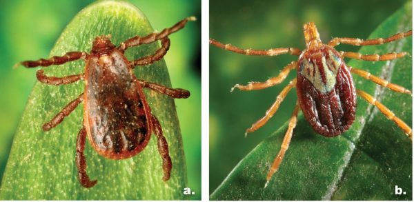 Figure 2. Brown dog tick (a), Gulf Coast tick (b) Photos courtesy of the Centers for Disease Control and Prevention, James Gathany