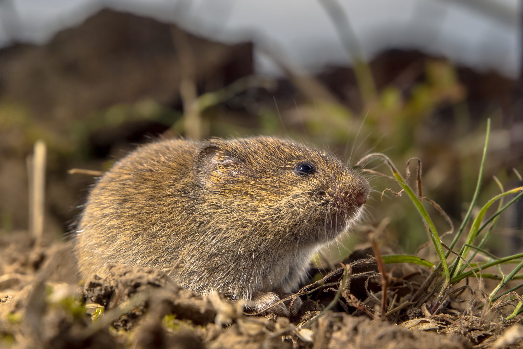 How To Kill Moles. Effective, Lethal Results. Use A Scissor Trap To Get Rid  Of Moles In Your Yard. 