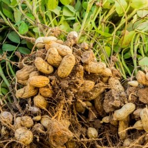 fresh peanuts plants with roots