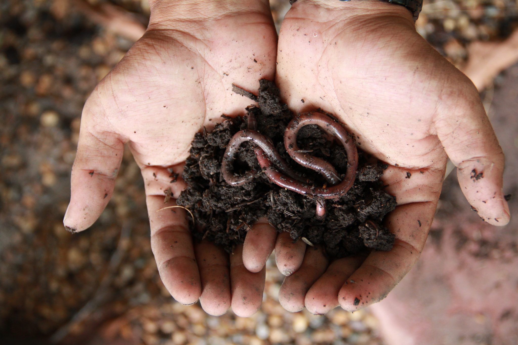 Healthy soils are important. Dirty hands hold an earthworm. Photo by shutterstock.com/Mama Belle Love kids.