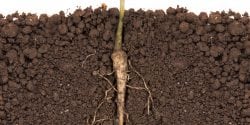 Seedling plant with roots exposed. Photo by shutterstock.com/showcake.