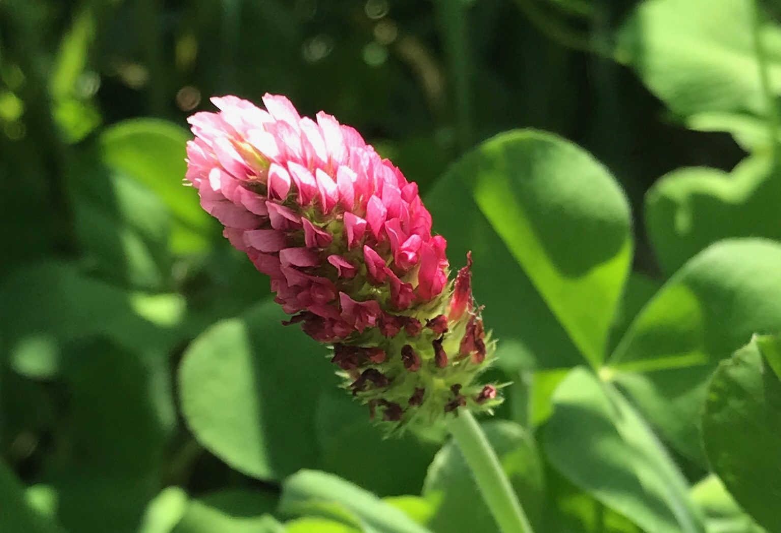 Crimson clover.